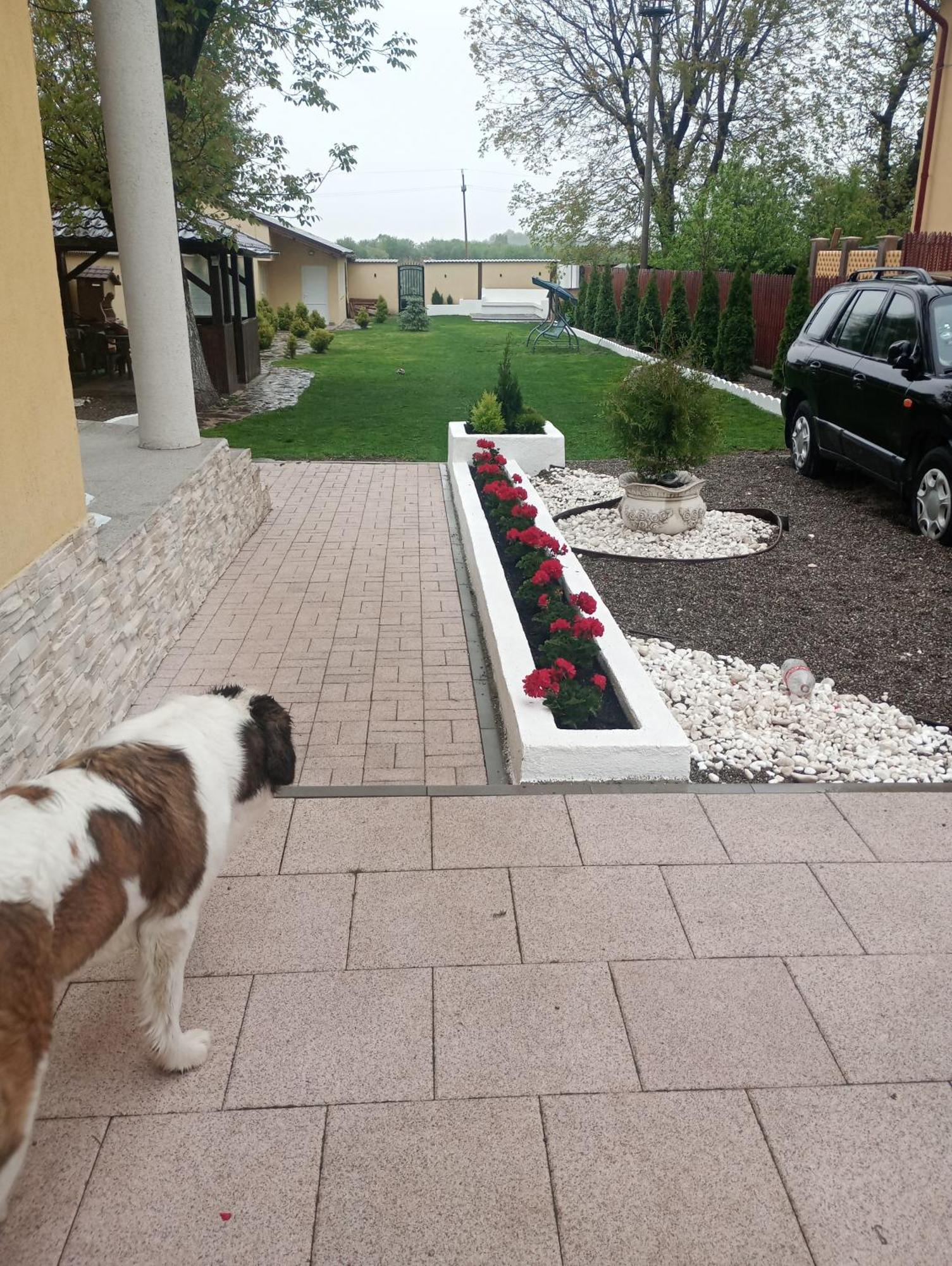Izabella Guest House Săcele Eksteriør bilde