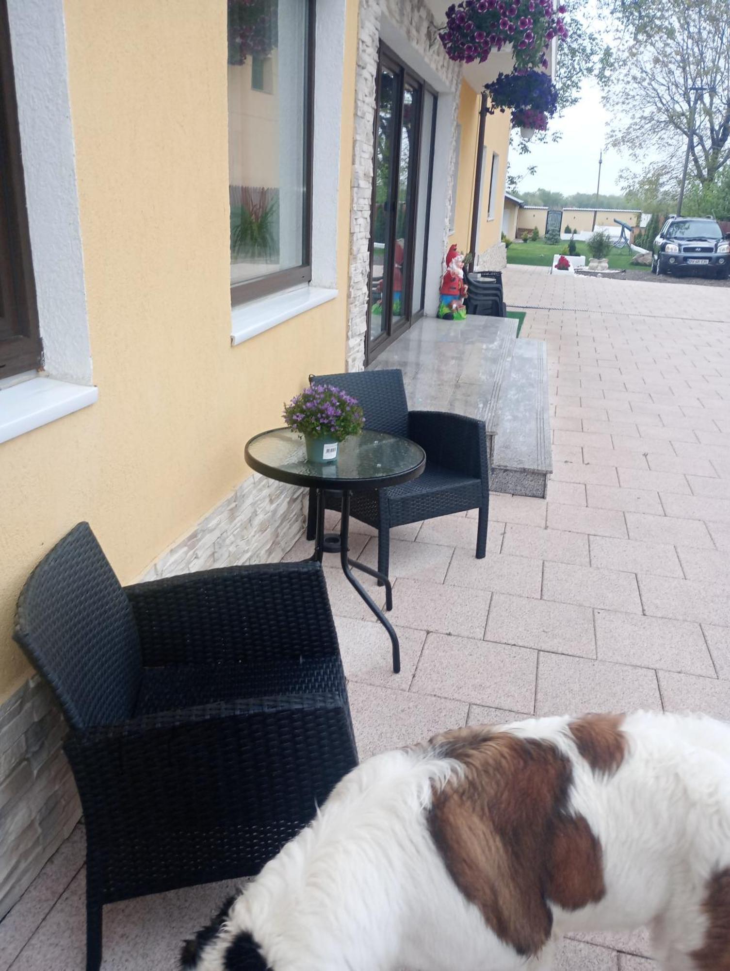 Izabella Guest House Săcele Eksteriør bilde